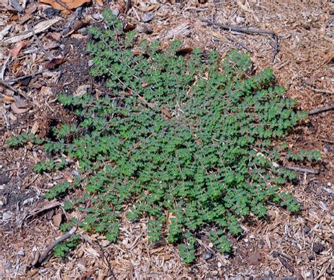 Spurge Definition: The Ultimate Guide to Spurge and Its Uses