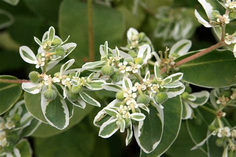 Spurge Definition: Unlocking the Power of Nature's Gift for Gardening