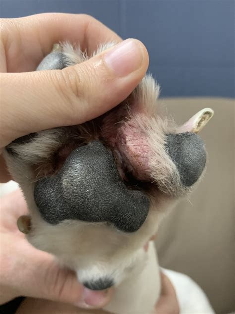 Squamous Carcinoma in Dogs: A 1,000-Times Threat