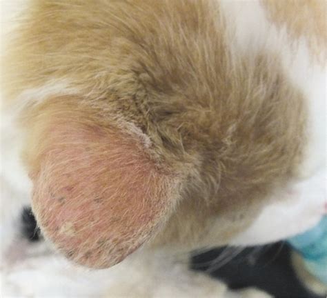 Squamous Cell Carcinoma Cat: 10,000-Word Guide for Cat Owners