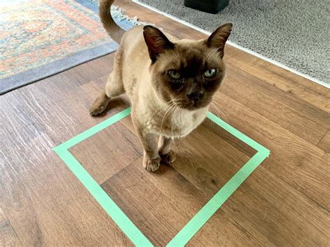 Square Cat Reader