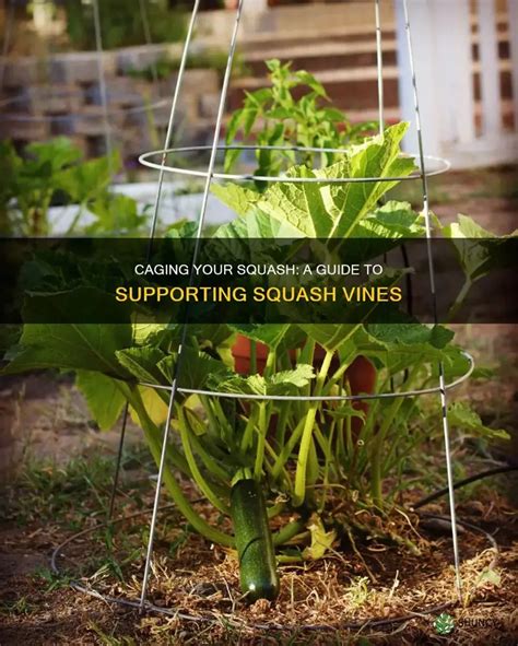 Squash Fertilizer: A Comprehensive Guide to Nurturing Your Squash Plants