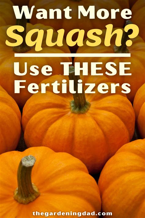 Squash Fertilizer: The Ultimate Guide to Maximizing Your Harvest