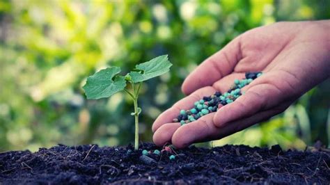 Squash Fertilizer 101: Feed Your Plants for a Bountiful Harvest