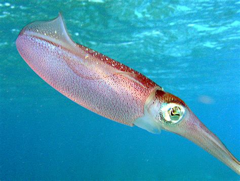 Squid