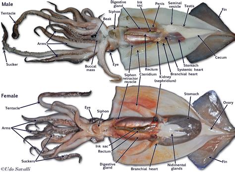 Squid Dissection External Anatomy Answers Doc