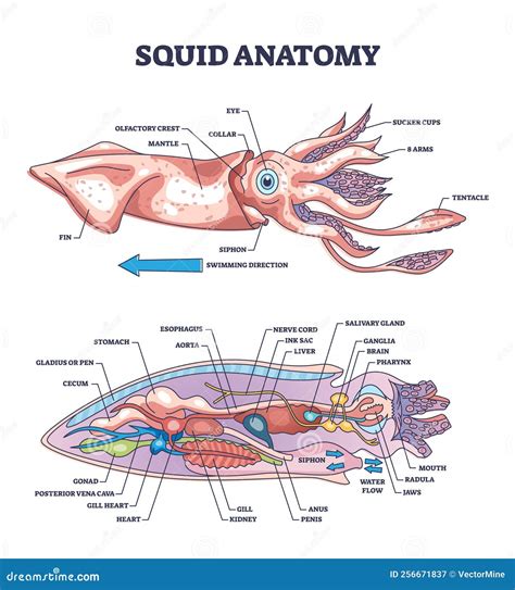 Squid Dissection External Anatomy Answers Epub