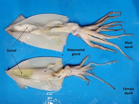 Squid Grow: A Comprehensive Guide to Cultivating Cephalopods