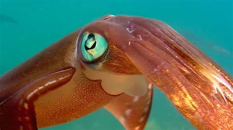 Squid Grow 10,000: How the Squid Can Teach Us to Grow More Food