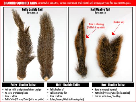 Squirrel Tail Tag: