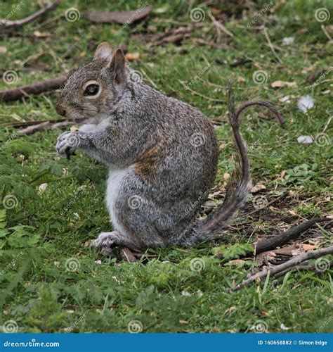 Squirrel Without Bushy Tail: A Remarkable Adaptation