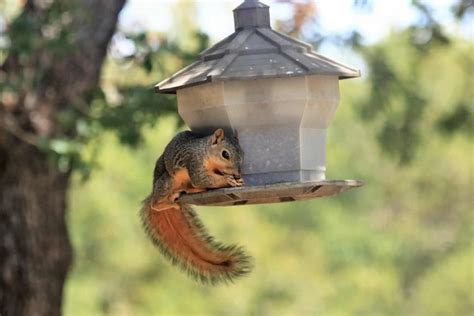 Squirrel-Proof Bird Feeders: The Ultimate Guide to Keeping Squirrels Out