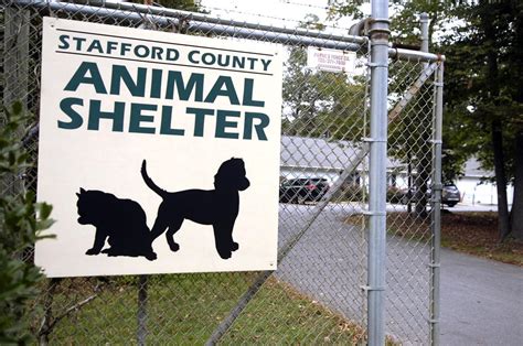 Stafford County Animal Shelter: A Lifeline for Rescued Animals