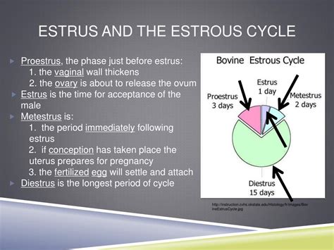 Stage 1: Pre-Pregnancy (Proestrus and Estrus)