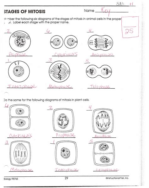Stages Of Meiosis Answer Key By Instructional Fair Inc Biology If8765 PDF
