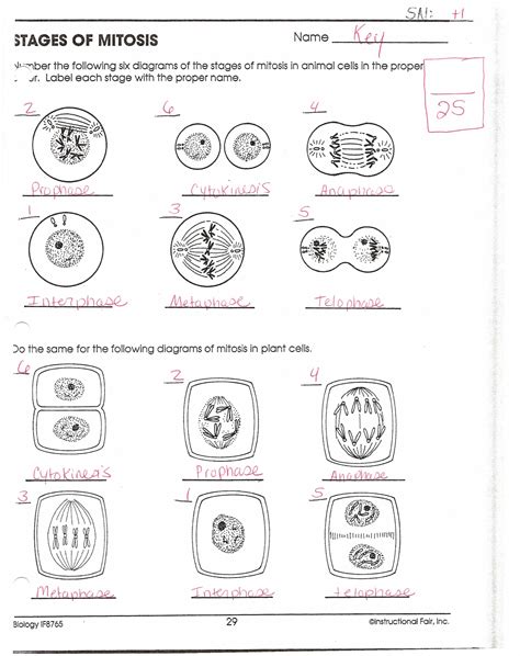 Stages Of Mitosis Worksheet Answers Doc