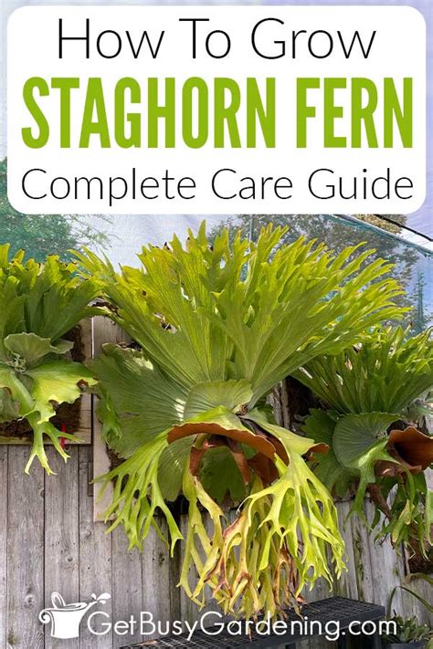 Staghorn Fern Fertilizer: The Ultimate Guide for Thriving Plants