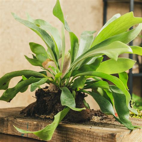 Staghorn Fertilizer: 7 Nutrient-Rich Formulas for Thriving Staghorns