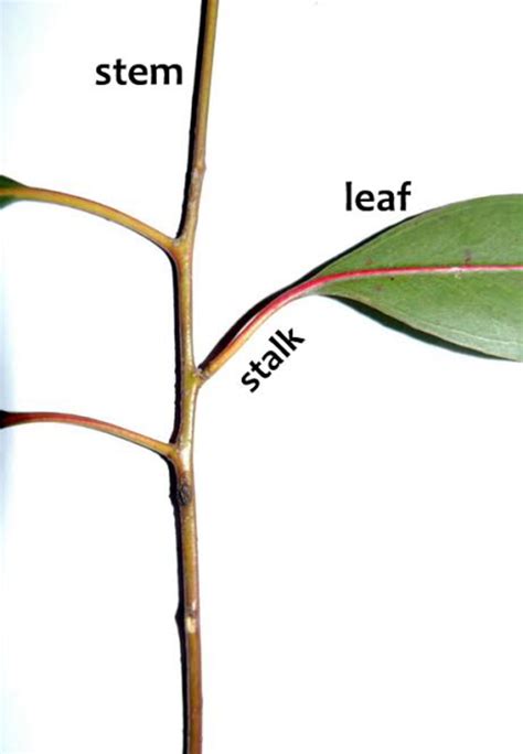 Stalk and Stem Strengthening: