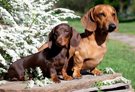 Standard Dachshunds