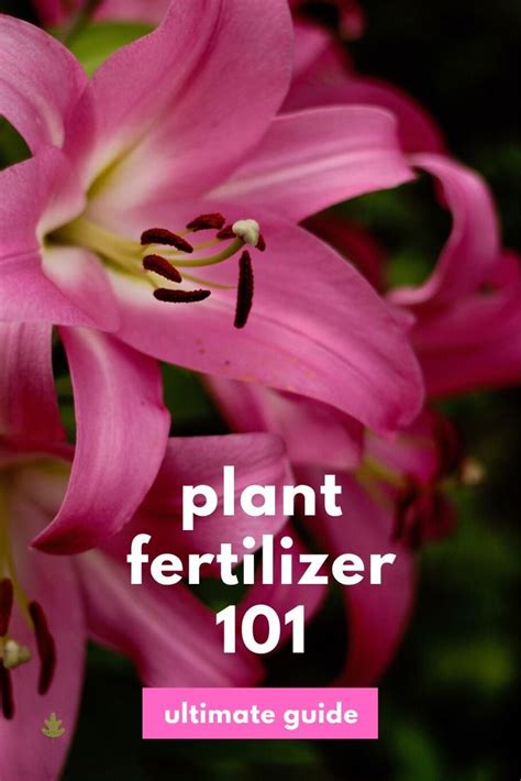 Standard Fertilizer 101: The Ultimate Guide to Enhancing Plant Health