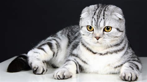 Standing Ear Scottish Fold