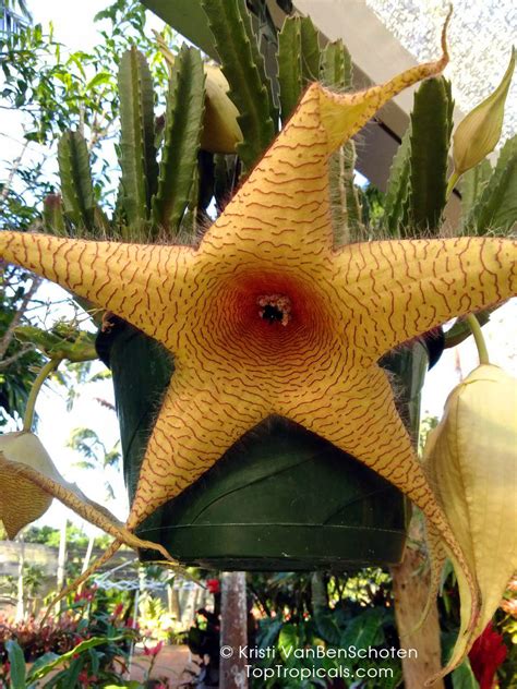 Stapelia Gigantea: Unleashing the Giant Starfish Flower