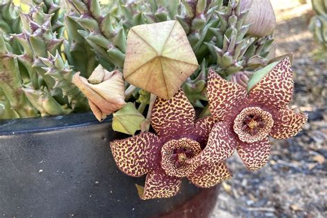 Stapelia Grandiflora: A Comprehensive Guide to the Majestic Carrion Flower