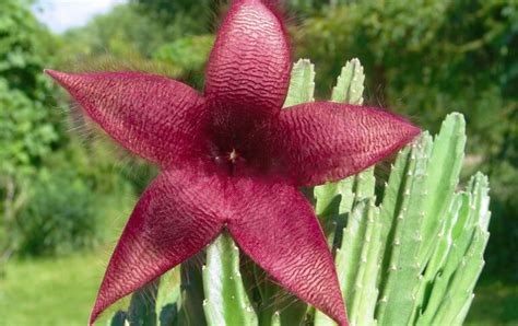 Stapelia Grandiflora: An Enchanting Succulent with an Unforgettable Aroma