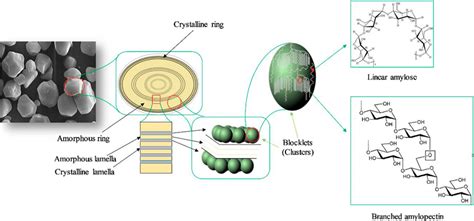 Starch granules: