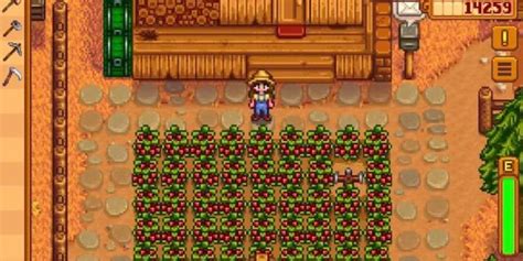 Stardew Valley's Cranberry Odyssey: Unlocking 5,000g Profits