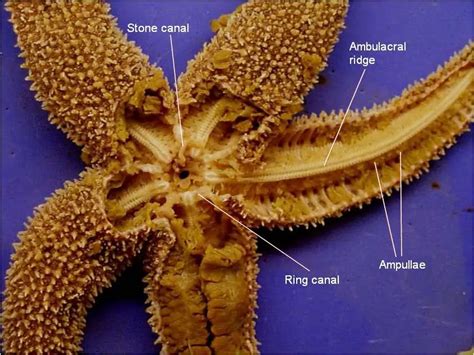 Starfish Dissection Answer Key Biology Junction Ebook Doc