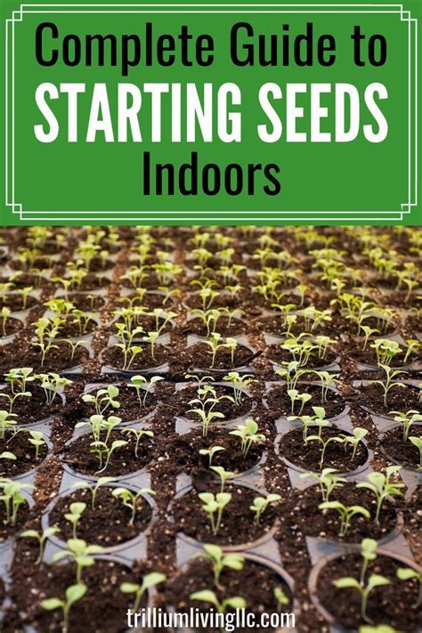 Start seeds indoors: