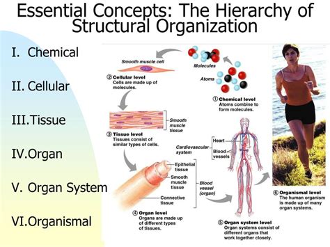 Start with a strong anatomical foundation: