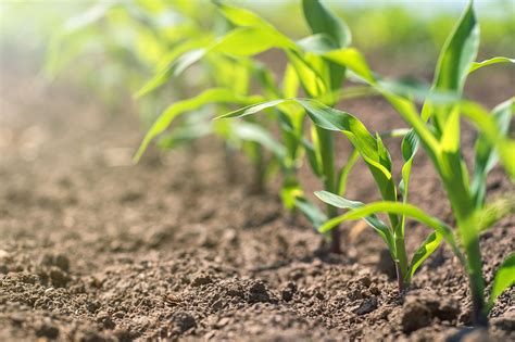 Starter Fertilizer for Corn: Powering Your Crop to Peak Potential