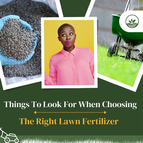 Starter Lawn Fertilizer: A Detailed Guide to Choose the Right One