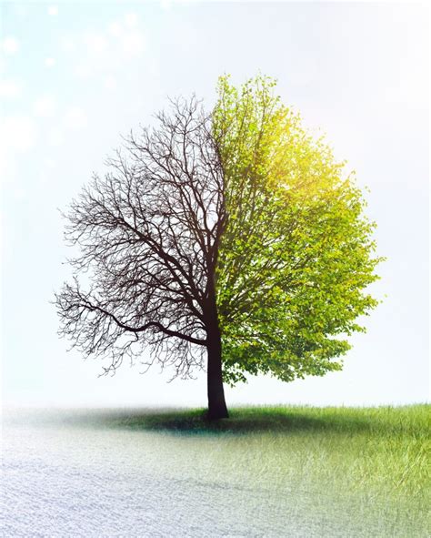 Starting Over as a Tree: A Fresh Perspective on Transformation and Growth