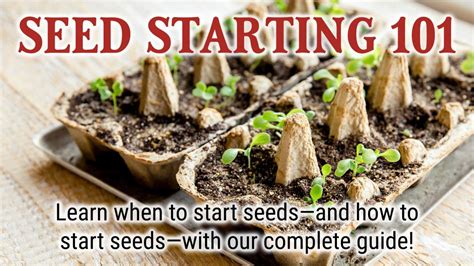 Starting Seeds Seed Starting for Beginners Kindle Editon