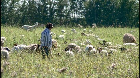 Starting their own sheep farms.