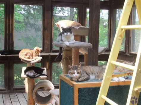 Stay a While Cat Shelter: A Haven for Feline Friends in Ohio