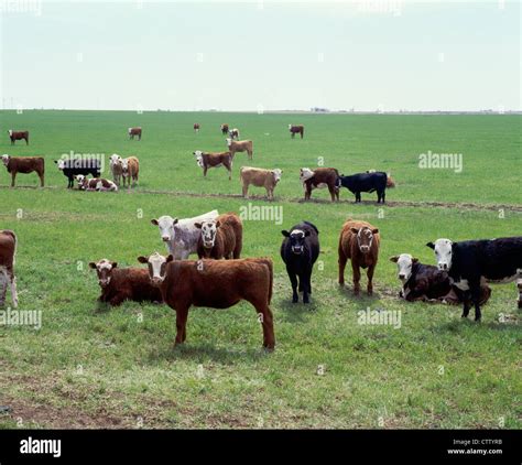 Steer Calves (500-600 lbs.):