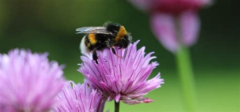 Stellaeperditae: The Disappearing Bees and the Grave Threats They Pose