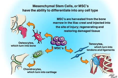 Stem Cell Therapy: