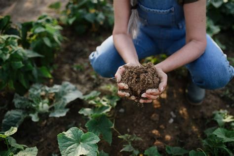 Step 1: Assess Your Soil and Amend Accordingly