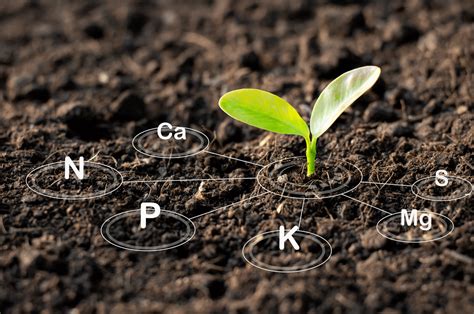 Step 1: Determine Soil Nutrient Levels