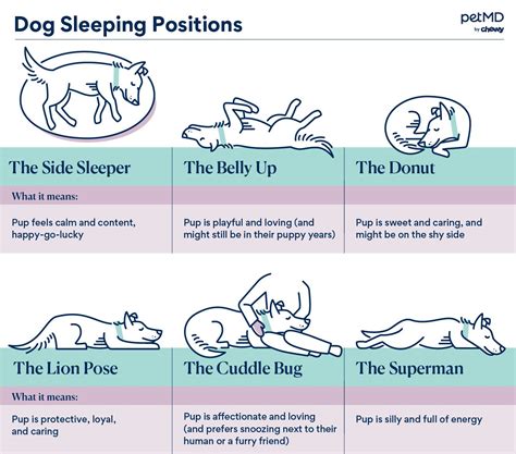 Step 1: Determine Your Dog's Sleeping Style