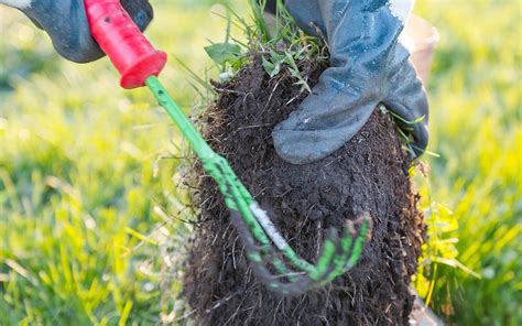 Step 1: Eradicate Weeds