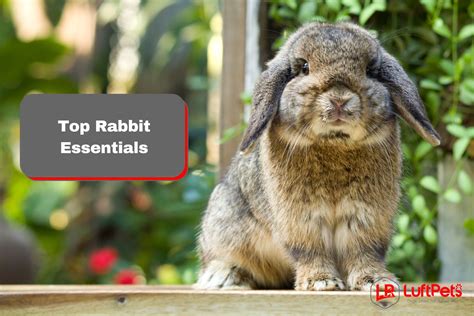 Step 1: Gather Your Bunny Essentials