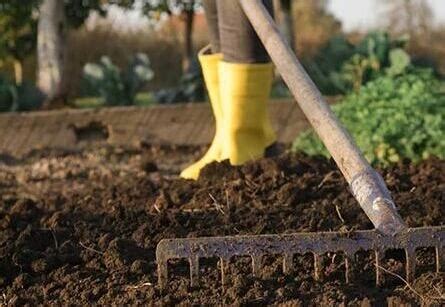 Step 1: Prepare the Soil