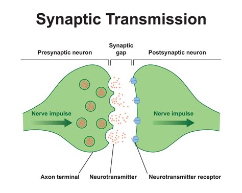 Step 1: Synapsis